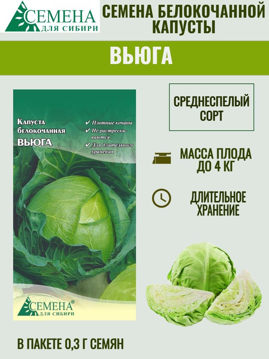 Капуста вьюга описание сорта характеристика и отзывы. Капуста вьюга. Капуста сорт вьюга. Капуста вьюга рассада.