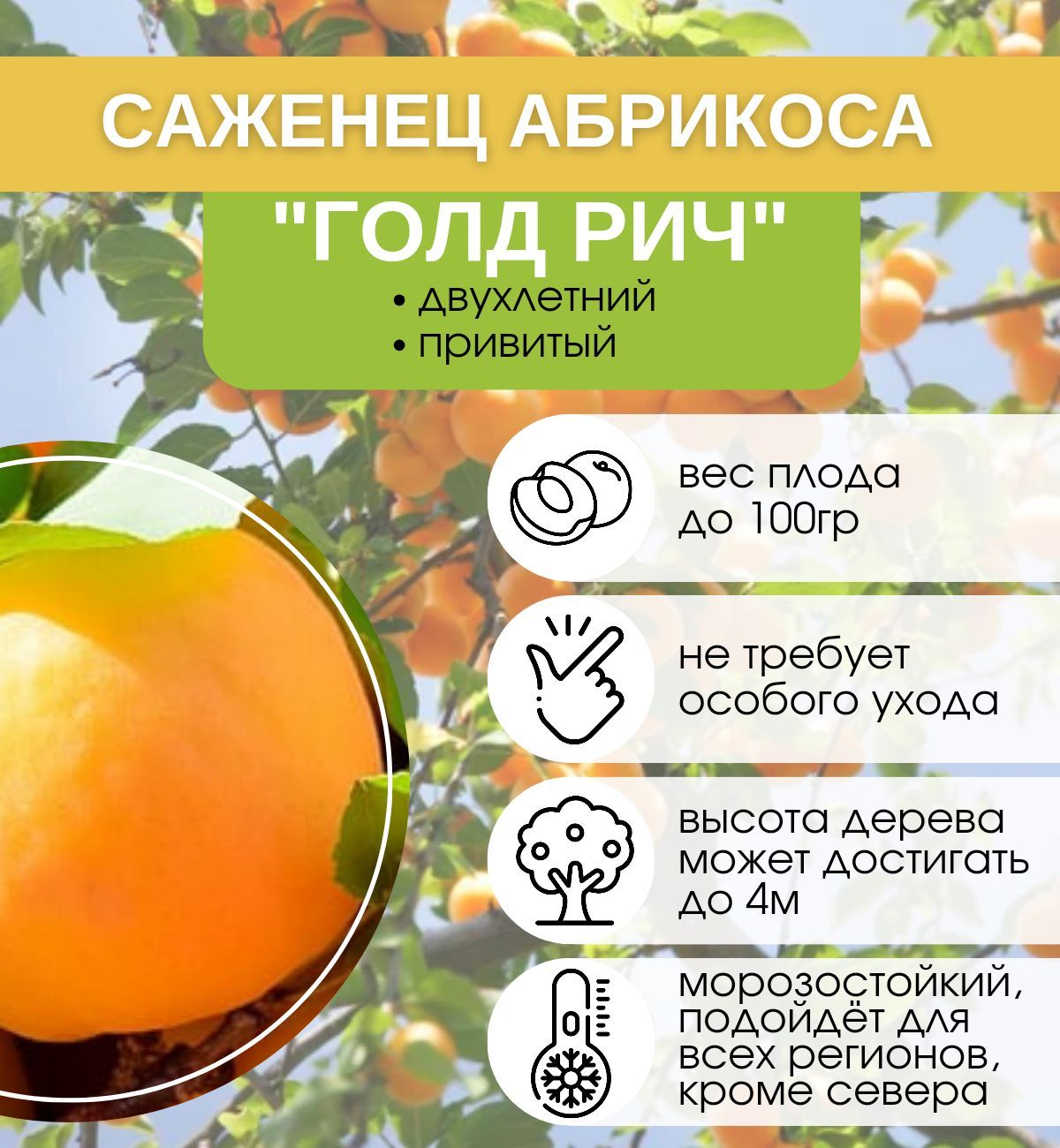 Абрикос Лель Описание Сорта Фото Отзывы