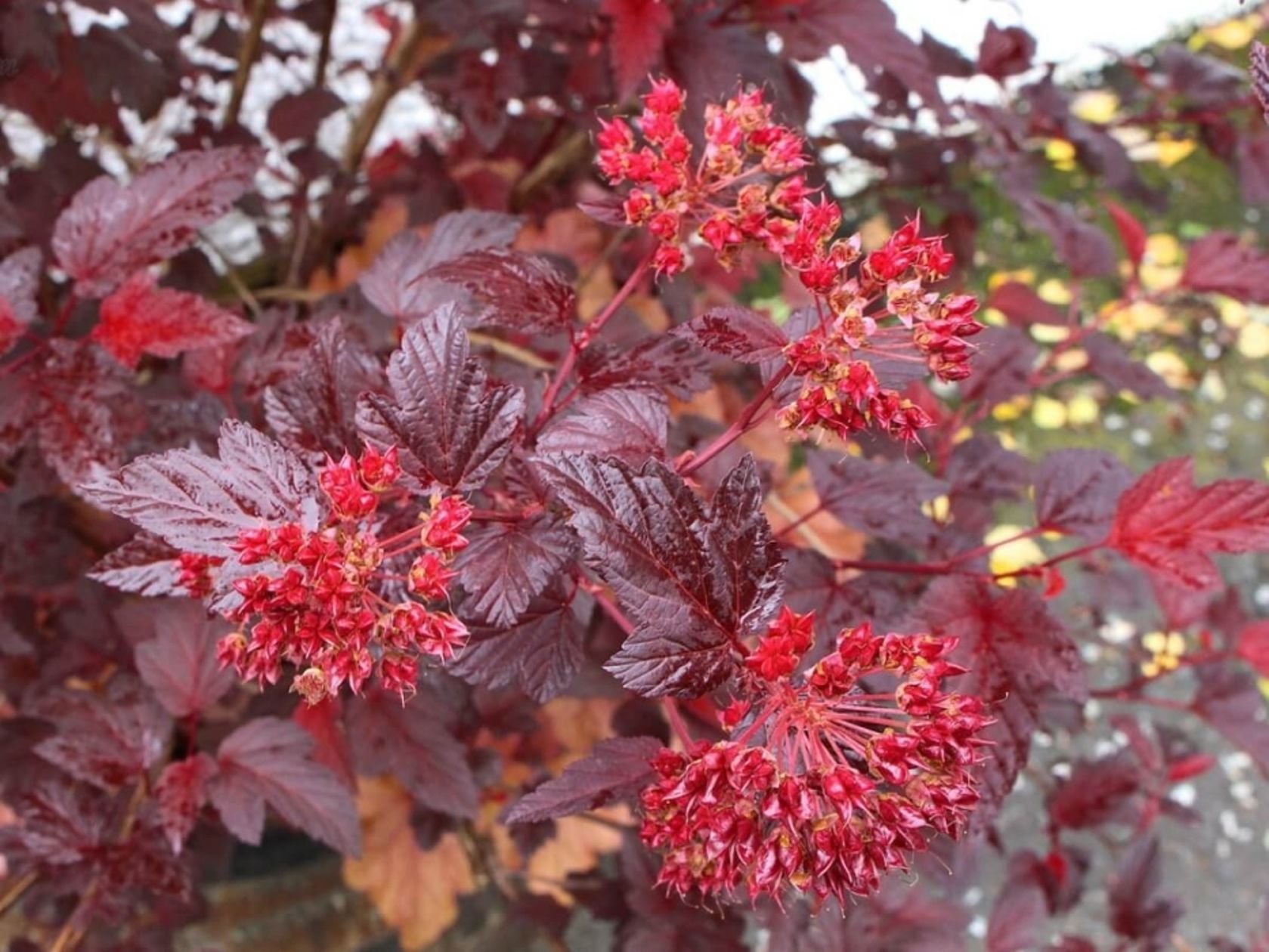 Пузыреплодник. Пузыреплодник Андре. Пузыреплодник калинолистный Physocarpus opulifolius Andre. Пузыреплодник калинолистный Andre. Пузыреплодник калинолистный Andre (Андре).