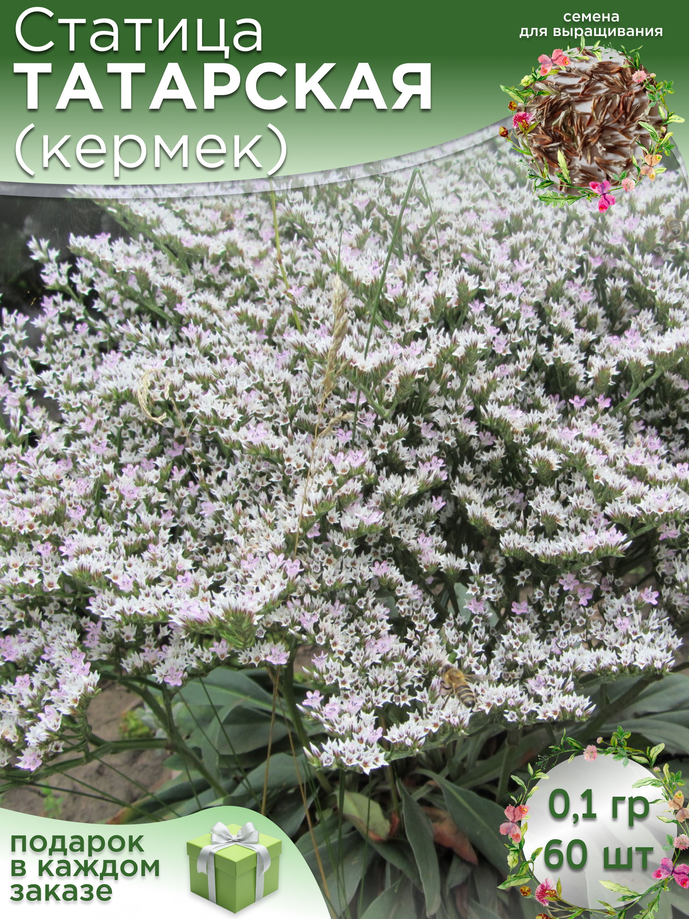 Семена Кермека Многолетнего Купить В Москве
