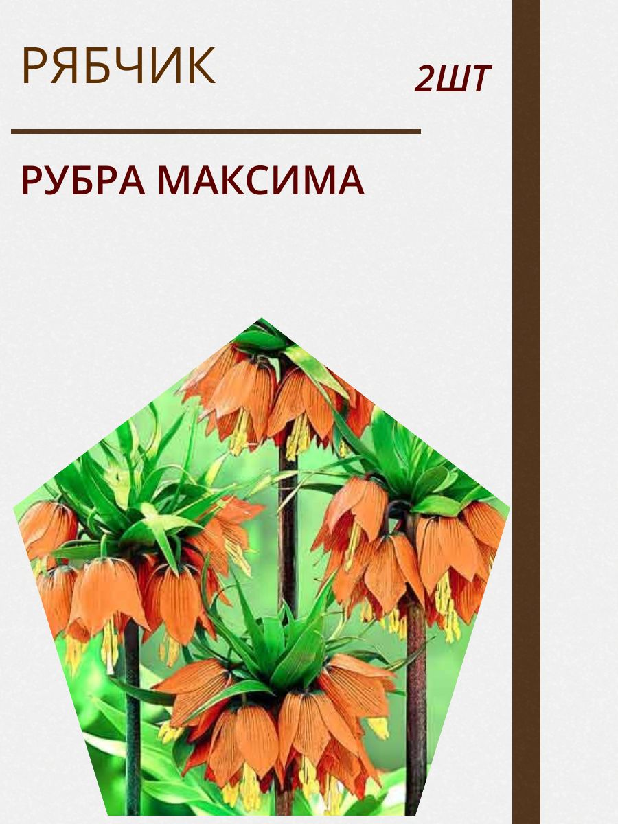 Купить Луковицы Рябчиков Недорого