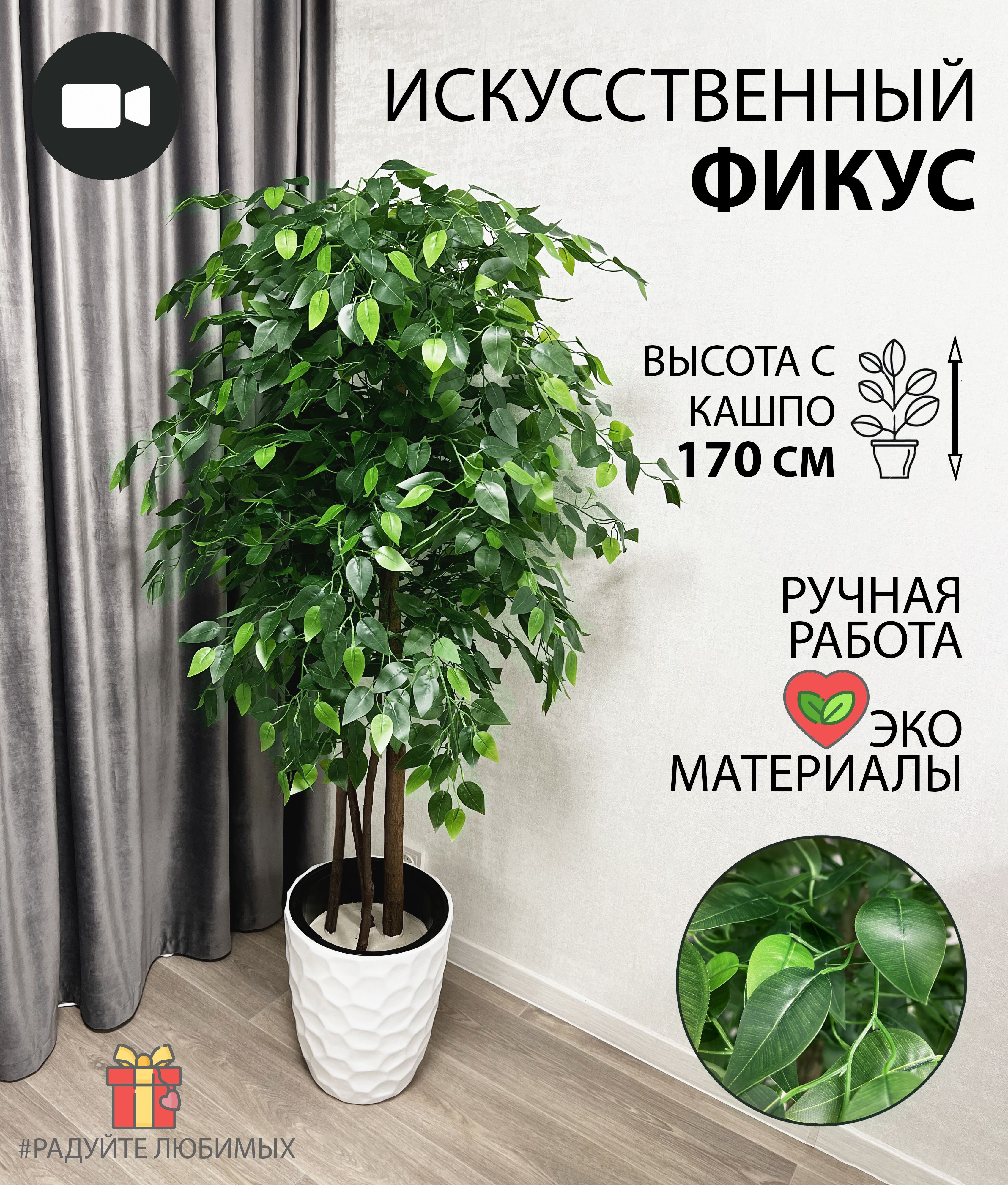 Куфар Бай Минск Комнатные Растения Купить Недорого