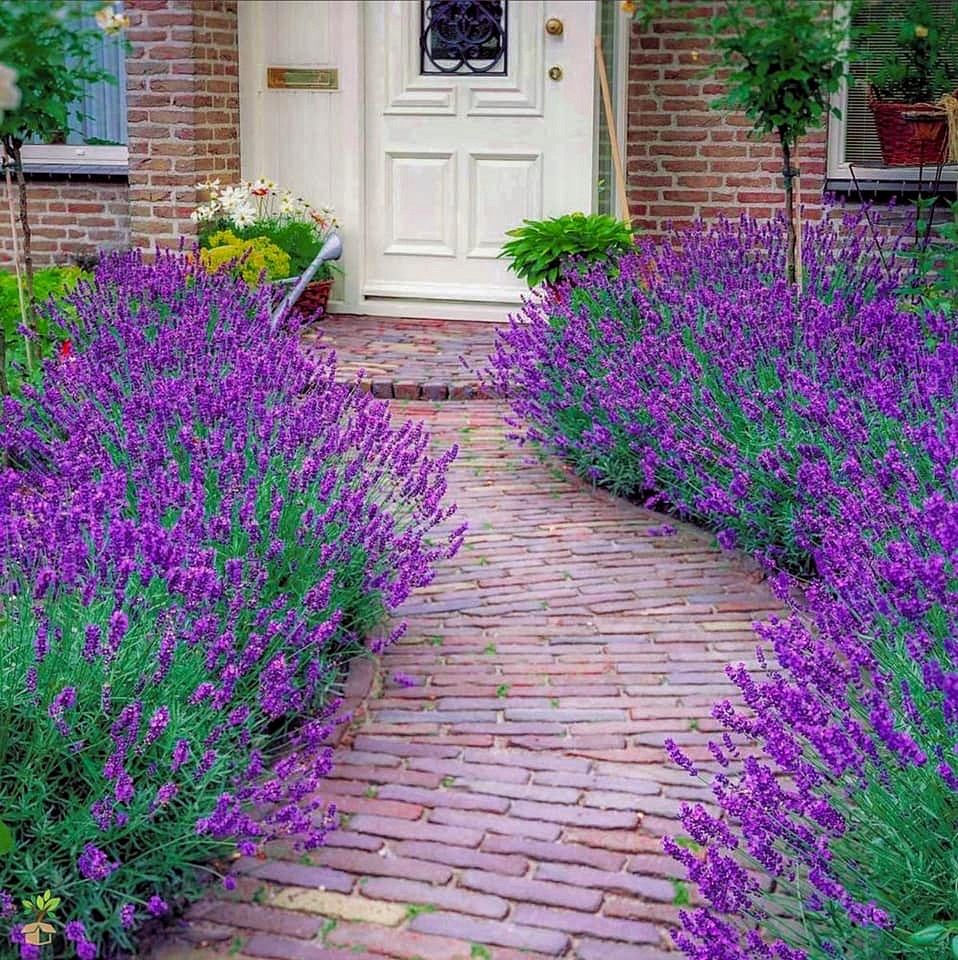 Лаванда узколистная Hidcote. Котовник Фассена Six Hills giant. Лаванда узколистная Хидкот Блю. Лаванда узколистная Munstead.