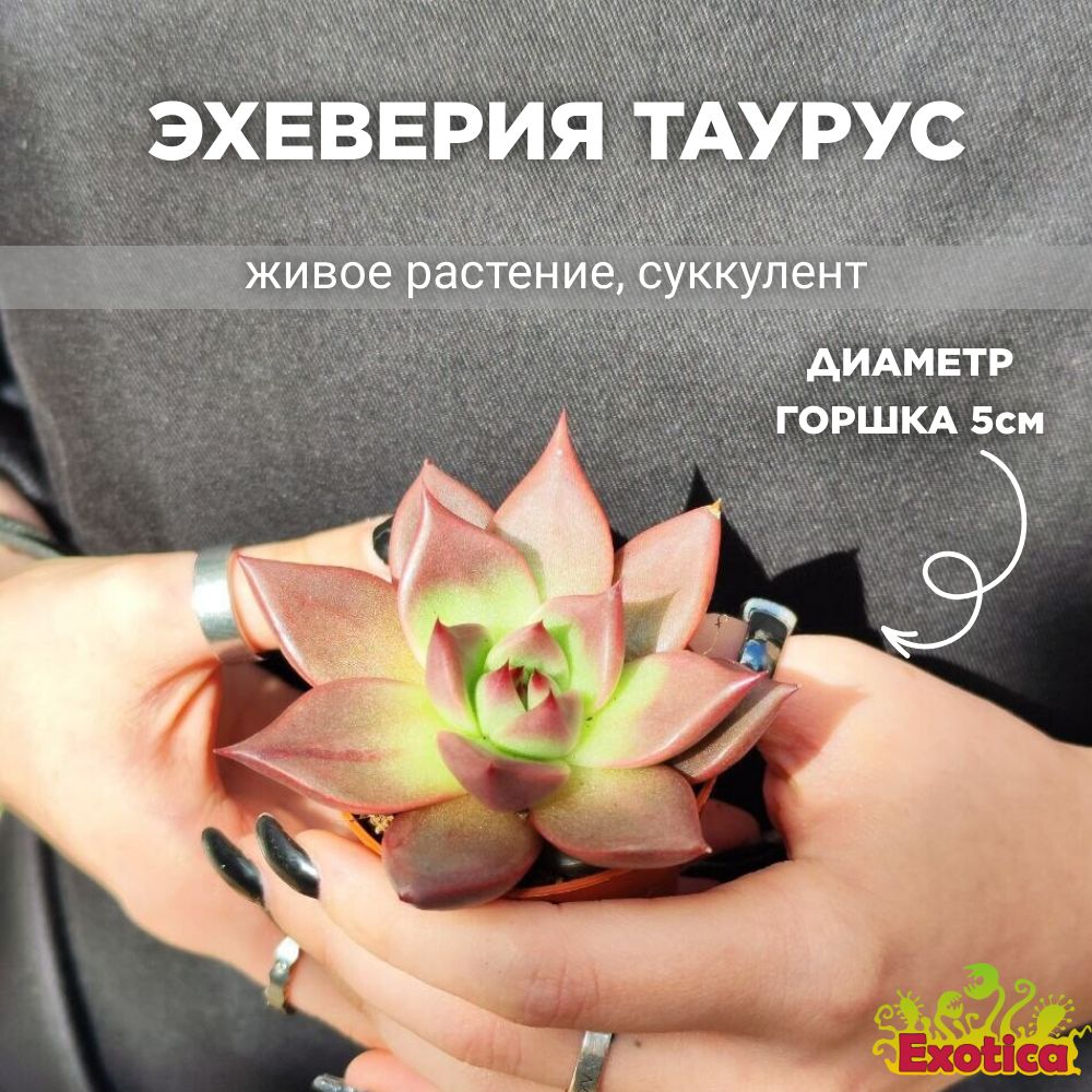 Эхеверия Таурус (Echeveria Agavoides Taurus) D5см