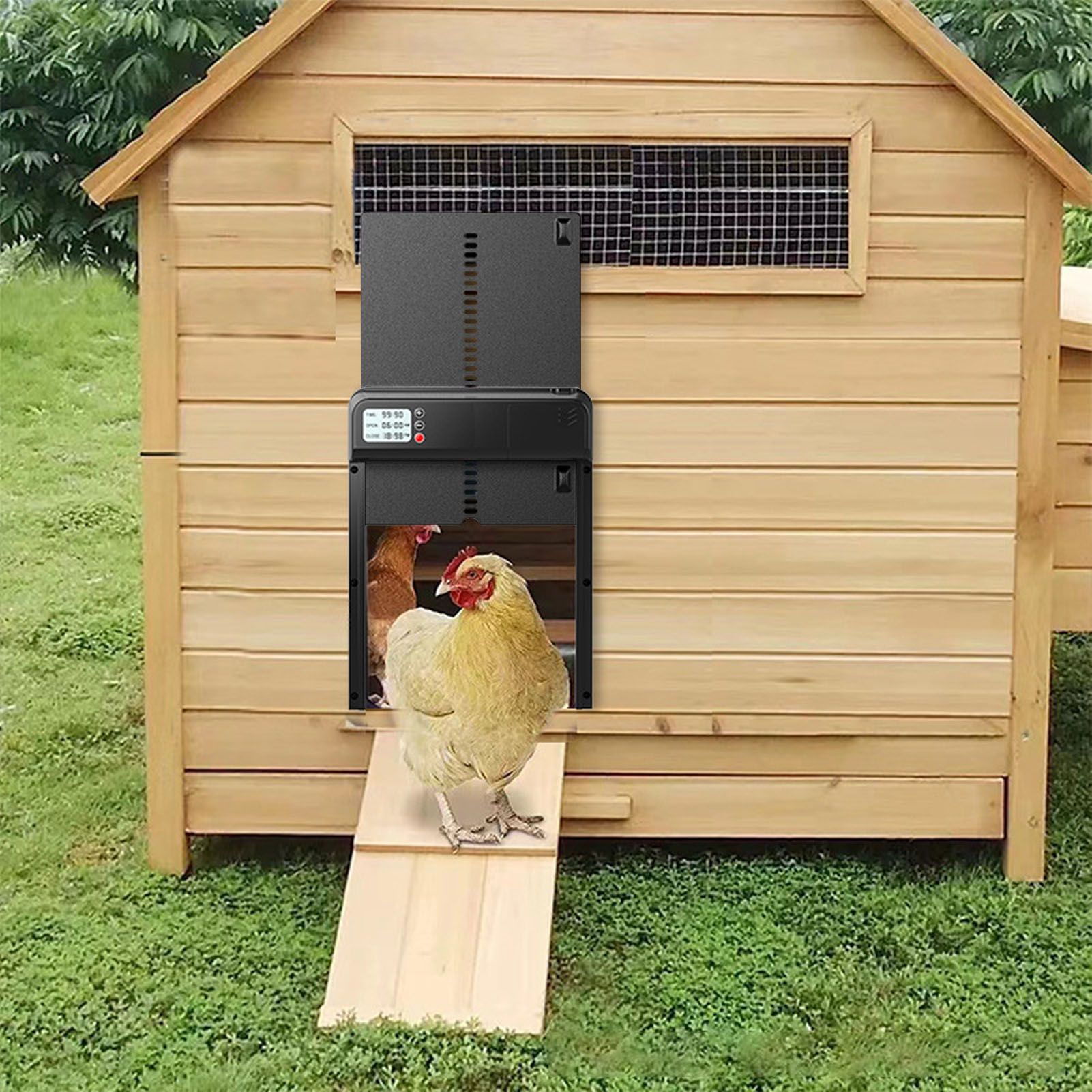 Дверка для курятника автоматическая. Лаз для кур в курятнике. Дверь в курятник своими. Автоматическая дверца для курятника. Дверь в курятник своими.