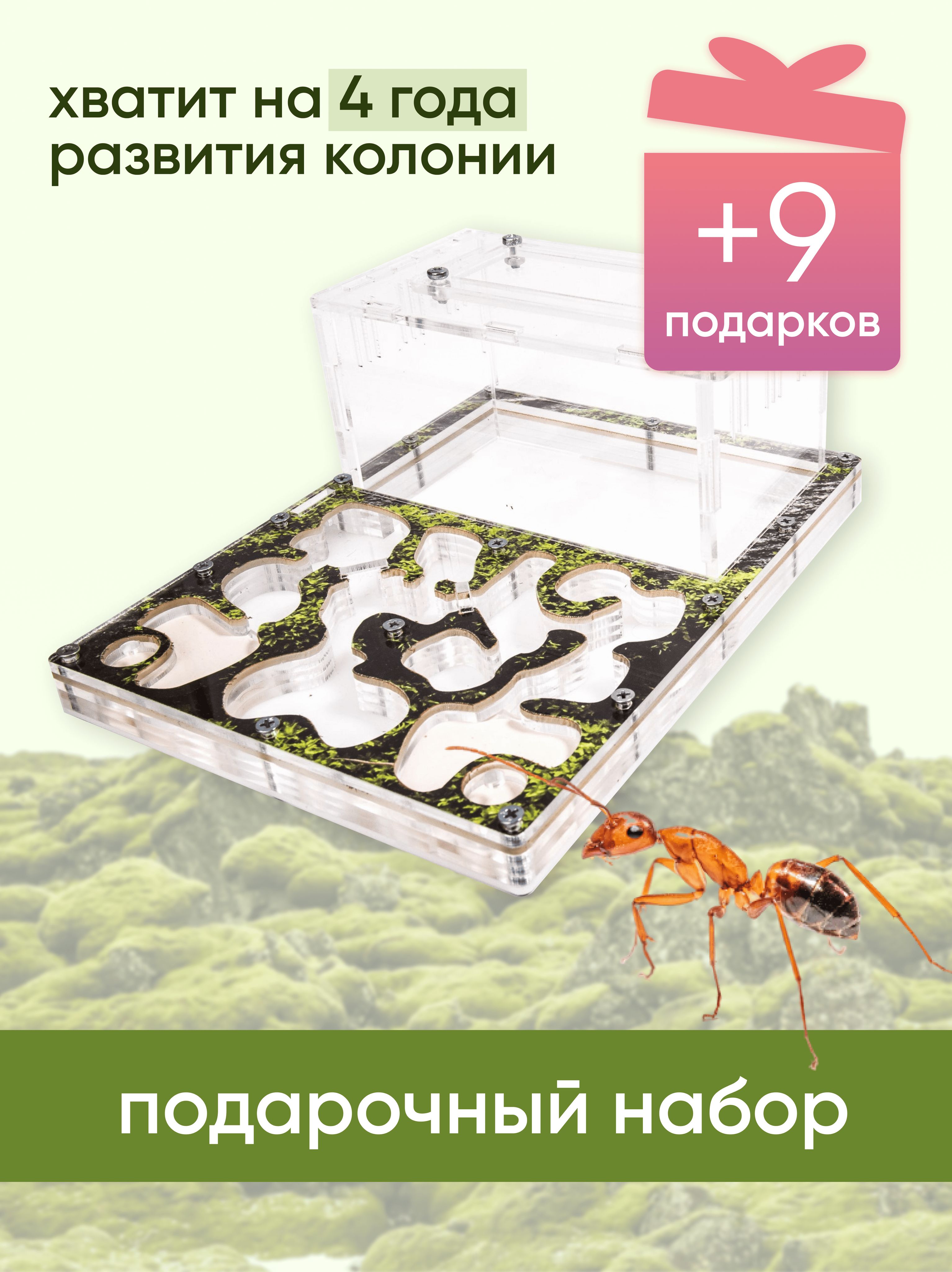 Муравьиная ферма maxi - купить с доставкой по выгодным ценам в  интернет-магазине OZON (1028516442)