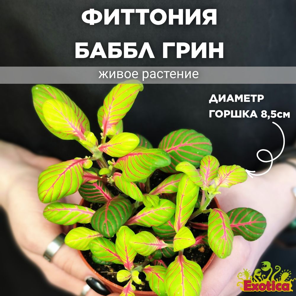 Растение Фиттония – купить в интернет-магазине OZON по низкой цене