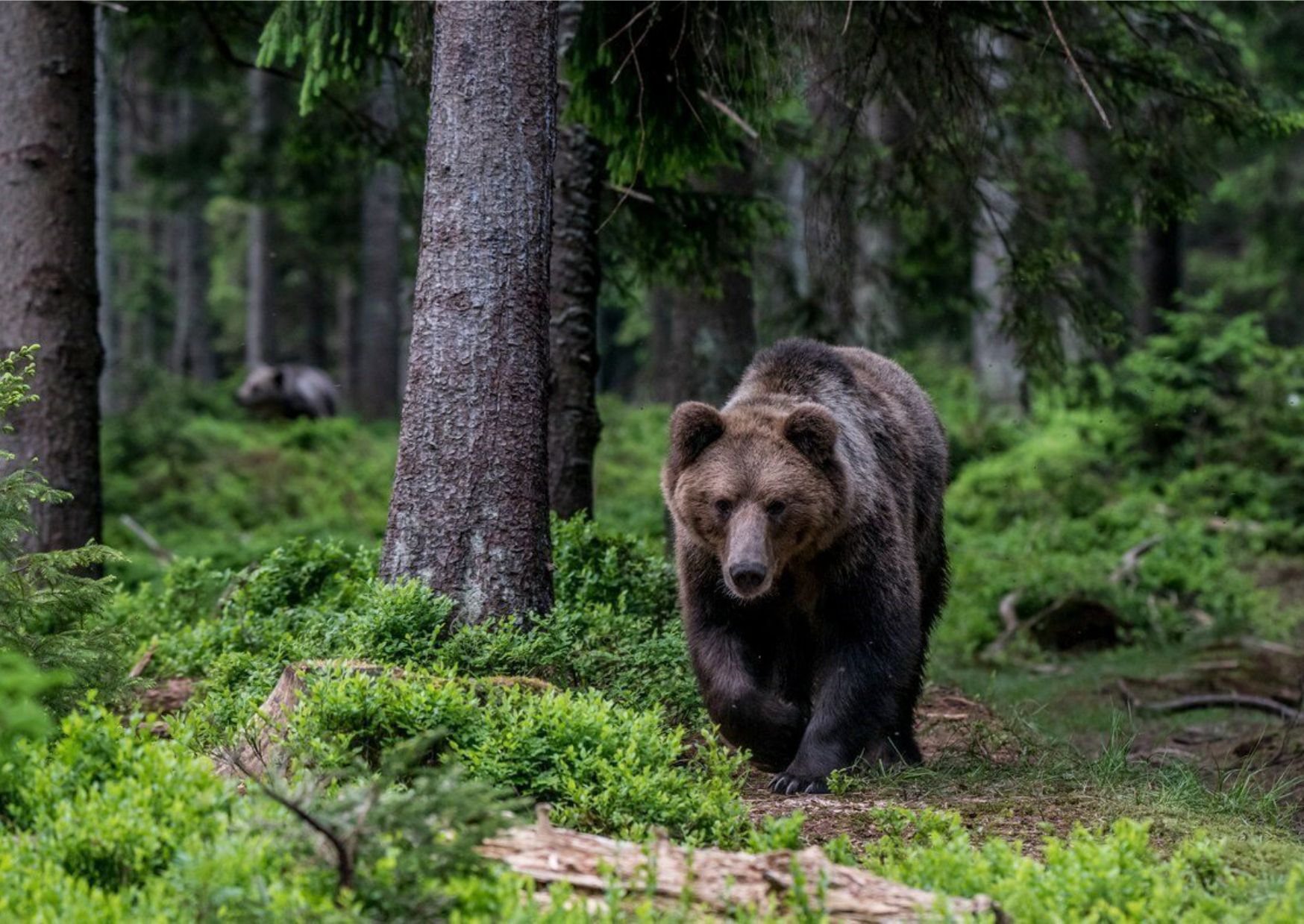 Животные белорецка. Бурый медведь Уссурийская Тайга. Бурый медведь в тайге. Животные тайги бурый медведь. Таежный бурый медведь.