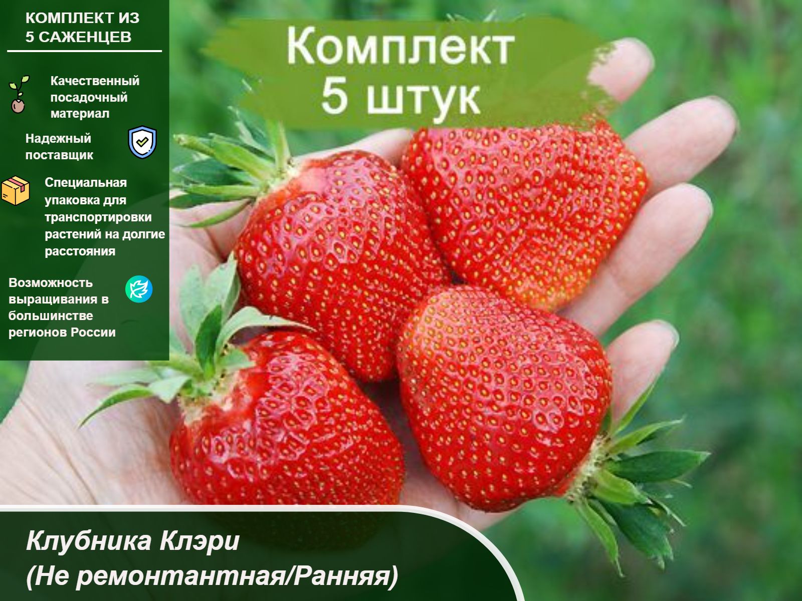 Куфар саженцы минск. Куфар саженцы минск
