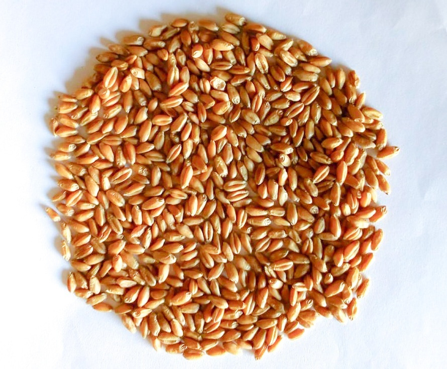Семя пшеницы картинки тц семена