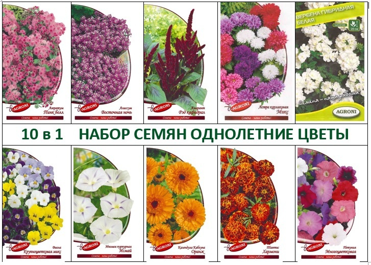 Каталог однолетних цветов