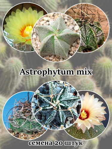204 отзыва на Кактус Astrophytum (смесь видов) семена 20 штук от ...