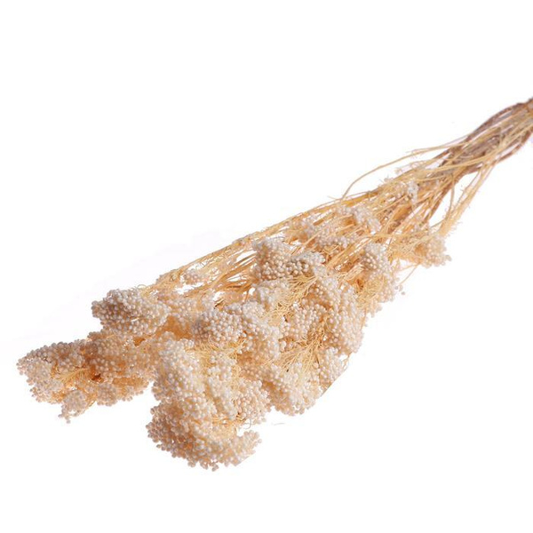 Сухоцветы NONAME Озотамнус, 67 см, 1 шт купить по выгодной цене в ...