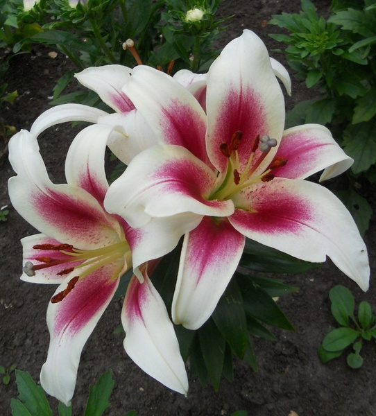 Лилия ОТ-гибрид Нимфа - купить с доставкой по выгодным ценам в интернет ...