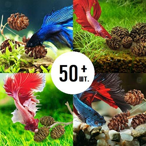 Шишки ольховые для аквариума 50 шт., соплодия ольхи - купить с ...