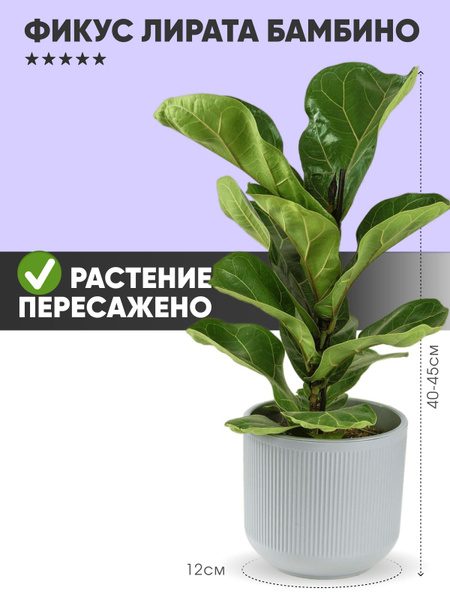 Фикус GEO GLASS фикус лирата бамбино, 14 дм, 1 шт - купить по выгодной ...