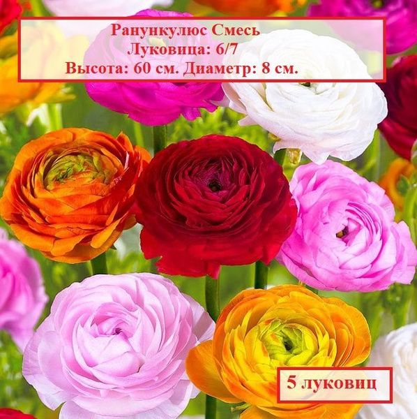Луковицы Лютик (Ранункулюс садовый) COLORLINE купить по выгодной цене в ...