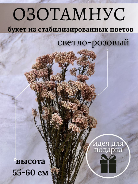 Сухоцветы Hobbyscience Озотамнус, 60 см, 70 гр купить по выгодной цене ...