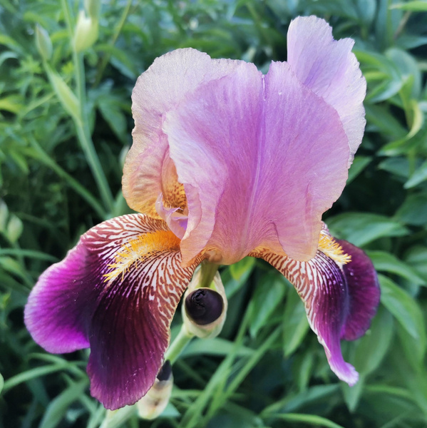 Луковицы Ирисы купить по выгодной цене в интернет-магазине OZON ...