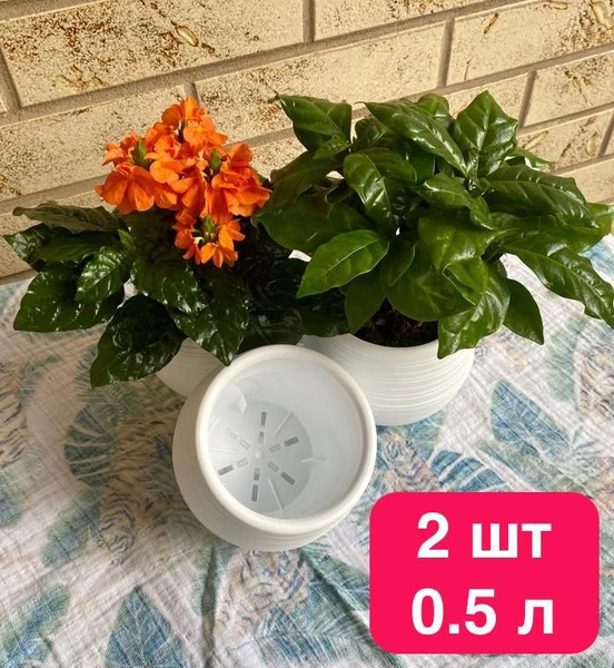 Кашпо горшки для цветов фиалок 0,5 л набор 2 шт купить на OZON по ...