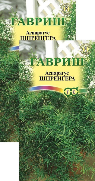 Разнообразные комнатные, Аспарагус Гавриш Аспарагус Шпренгера (4 шт ...