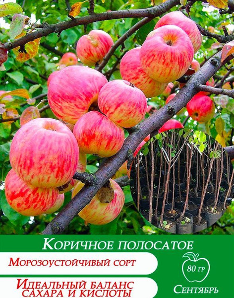 Яблоня Коричное полосатое - купить с доставкой по выгодным ценам в ...