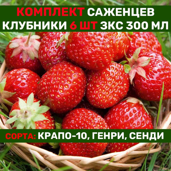 Крапо-10, Генри, Сенди- комплект из 6 саженцев клубники ЗКС 300 мл по 2 ...