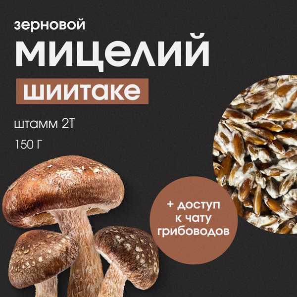 Мицелий Шиитаке. Семена грибов. Грибница - купить по выгодным ценам в ...