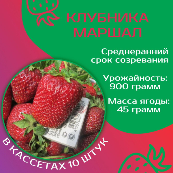 Клубника Маршал Отзывы Фото