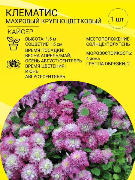 Клематис, Клематисы клематис махровый - купить по выгодным ценам в ...