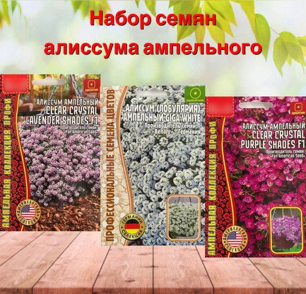 Алиссумы Семена цветов Алиссум ампельный набор 3 уп. - купить по ...