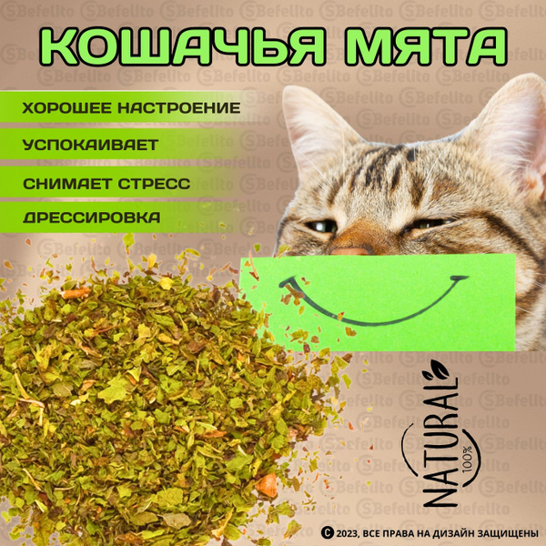 Кошачья мята, сушенная трава, лакомство для кошек ( пакет 5гр) купить ...