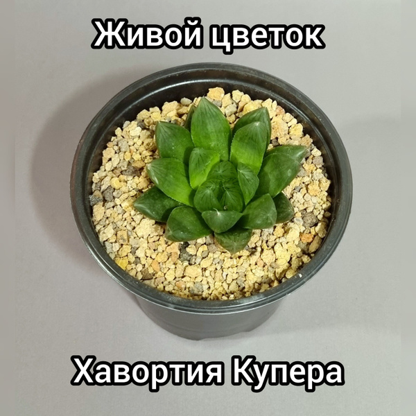 Комнатные растения Хавортия Купера - купить по выгодной цене в интернет ...