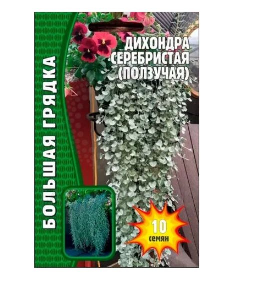 Григорьев Дихондра серебристая или ползучая - купить по выгодным ценам ...