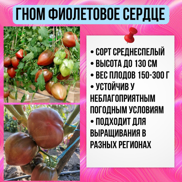 Томаты Livata гном - купить по выгодным ценам в интернет-магазине OZON ...