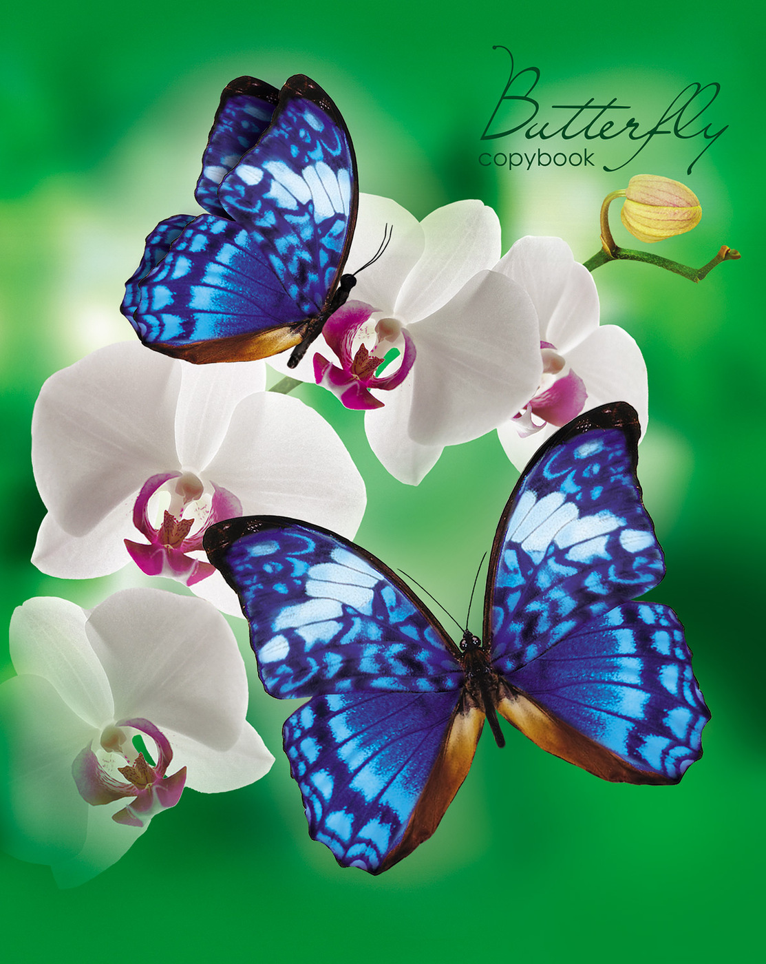 Butterfly 80. Тетради с бабочками. Клетка для бабочек. Тетрадь 48 листов. Тетрадь 48л бабочки г .№31