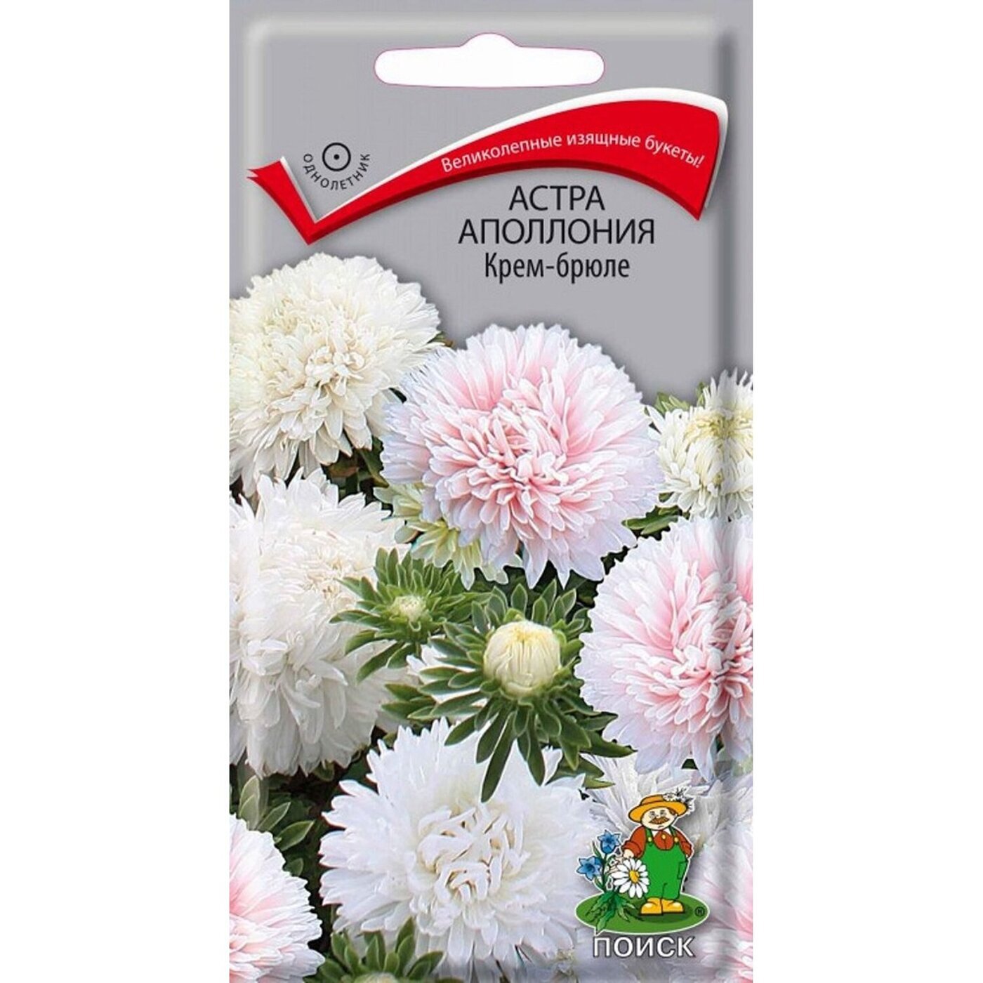 Семена Астры Купить В Интернет Магазине