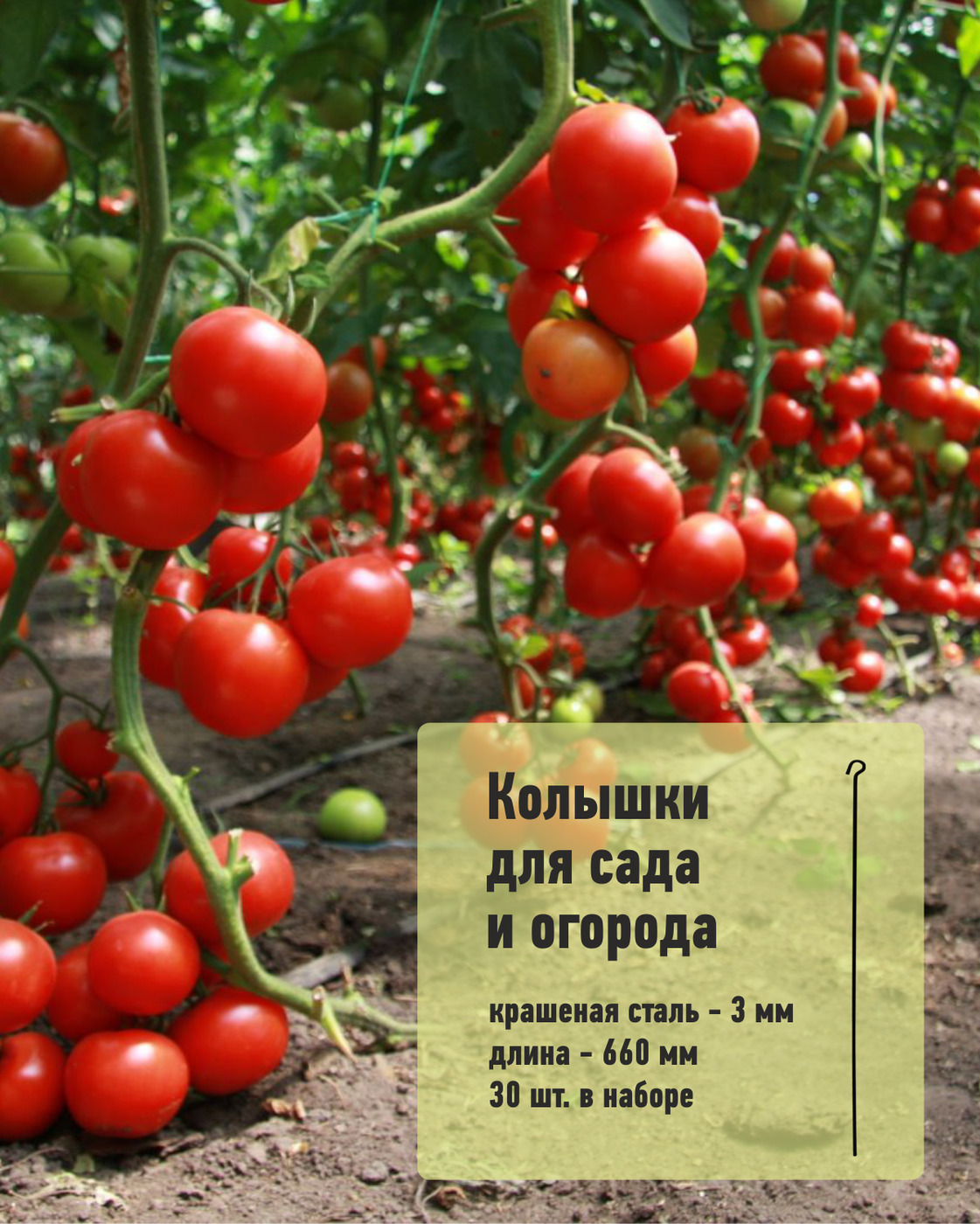 большой урожай помидор. урожайность помидоров. томат альбион f1. обильный урожай томатов. томаты дедовские.