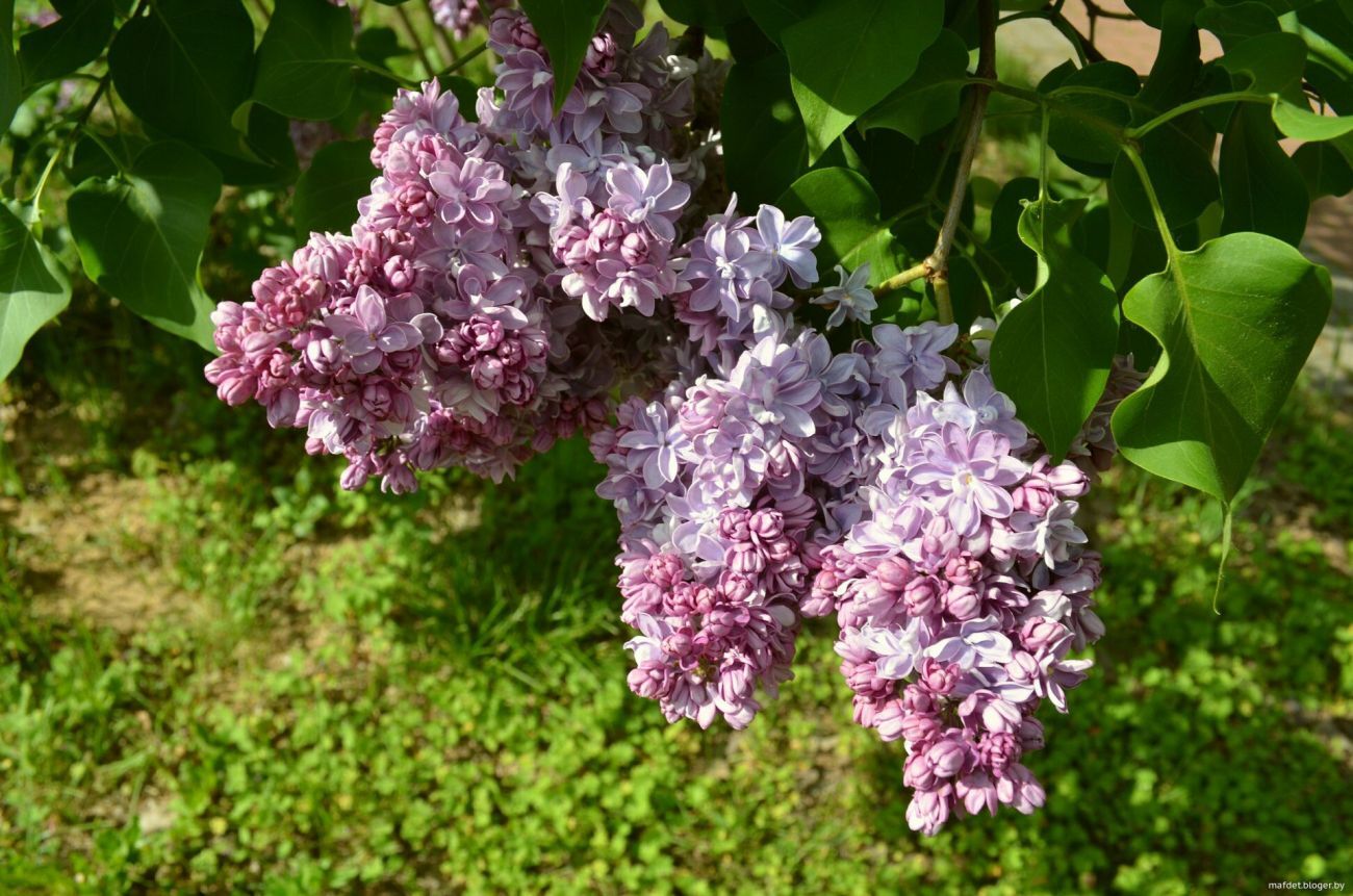 П П Кончаловский сирень сорт