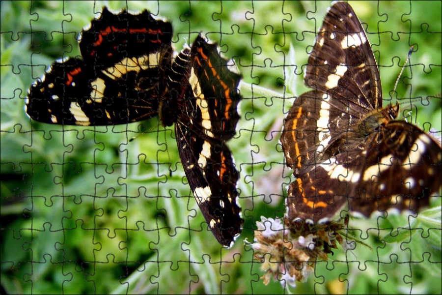 Черные бабочки 1. Медведица Кайя бабочка самка. Коричневая бабочка. Темно коричневая бабочка. Коричневая бабочка с пятнами.