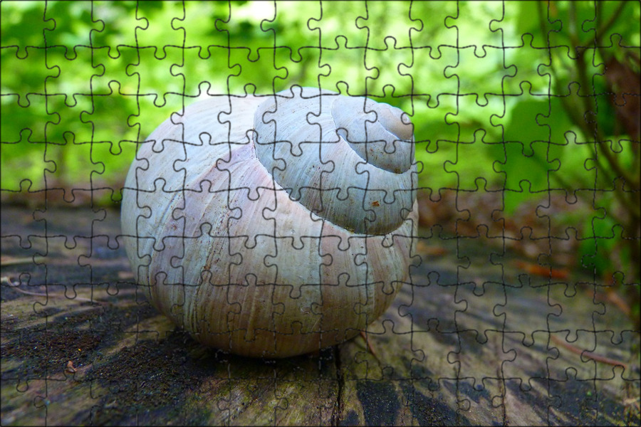 Snail shell. Улитка. панцирь улитки. shell animal.