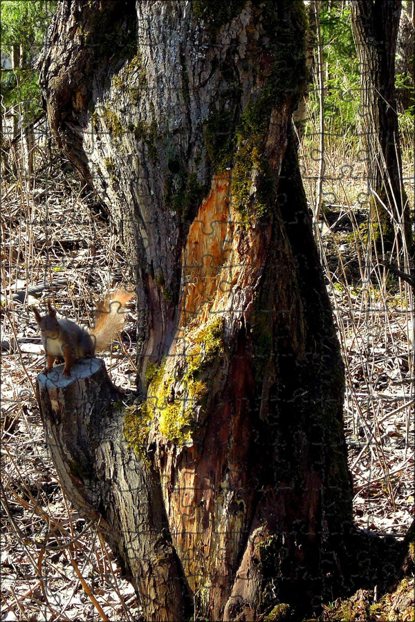 Tree animals
