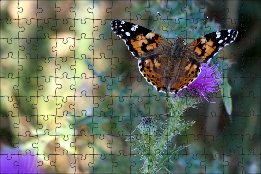 ملف:Aglais urticae 240606.jpg - ويكيبيديا