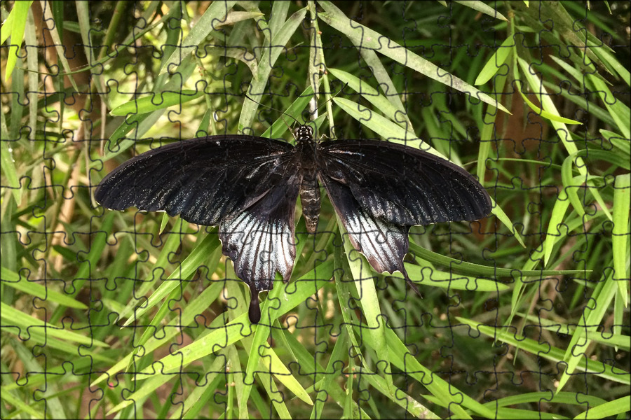 Бабочка черный глянец. Черный Кардинал бабочка. Черные насекомые. Черные Крылья бабочки. Черная ночная бабочка.