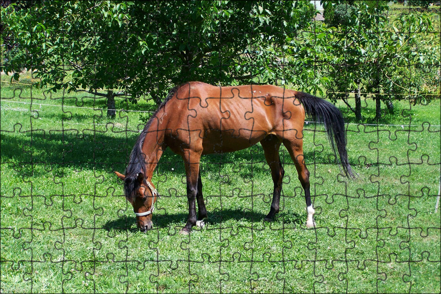 Pin on HUMANE AND CRUELTY LARGE ANIMAL INVESTIGATION
