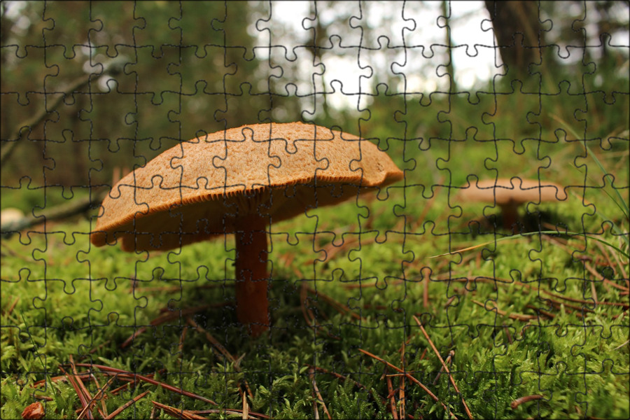 Съедобные грибы в лесу. Млечник камфорный lactarius camphoratus. Коричневый осенний гриб. Моховик полоножковый. Коричневый гриб в лесу.