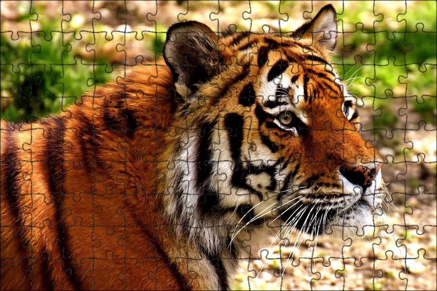Тайгер 10. Тайгер тигр. Уссурийский тигр. Фото тигра. Тигр фото картинки.