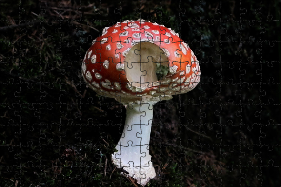 Мухомор Озон
