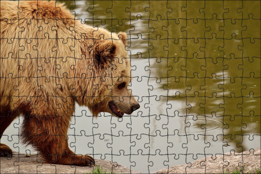 Lighting bear. Европейский бурый медведь. Европа медведь. Европейский бурый. Европа бурый.