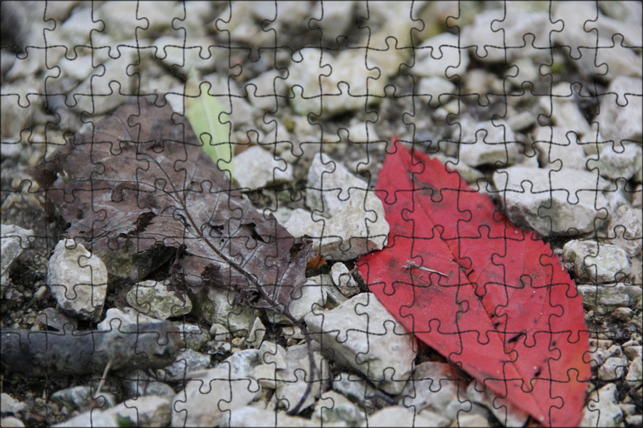 Камень листьев. Big Leaf on Stones.